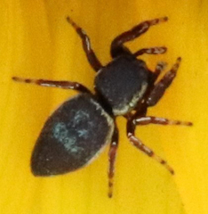 Sassacus papenhoei