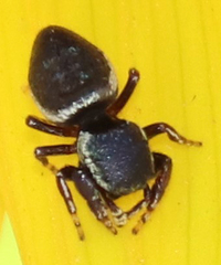 Sassacus papenhoei