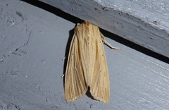 Ichneutica semivittata