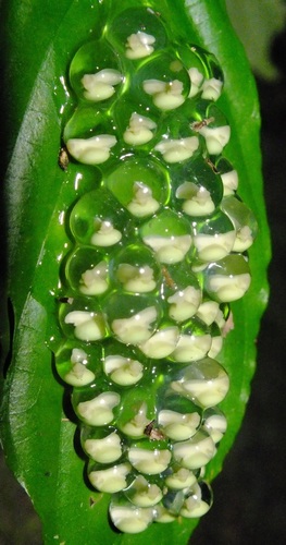 Black-eyed Tree Frog