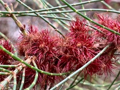 Allocasuarina paludosa