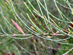 Allocasuarina paludosa