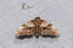 Erastroides emarginata