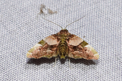 Erastroides emarginata