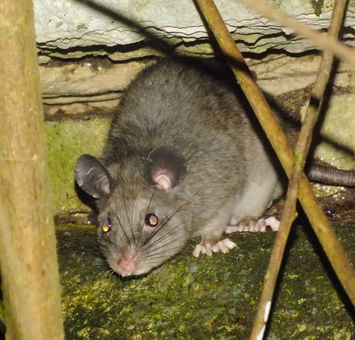 Chiapan climbing rat (Tylomys bullaris) — Critically Endangered Mammalia