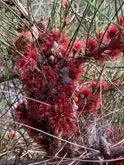 Allocasuarina paludosa