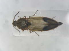 Stropenron hamata