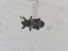 Proctorus decipiens
