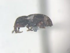 Proctorus decipiens
