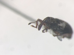 Proctorus decipiens