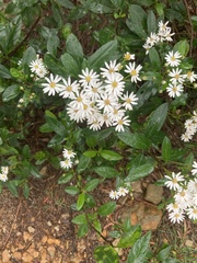 Olearia elliptica