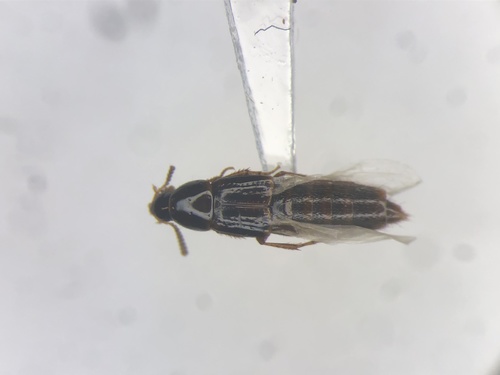 Mycetoporus consors