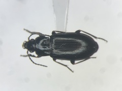 Bradycellus nigrinus