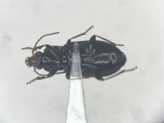 Bradycellus nigrinus