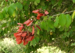 Heteropterys brachiata