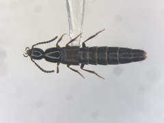 Philonthus opacipennis