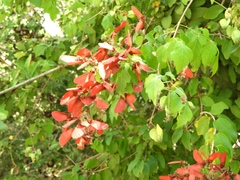 Heteropterys brachiata