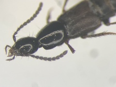 Philonthus opacipennis