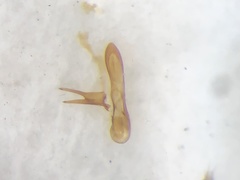 Philonthus opacipennis