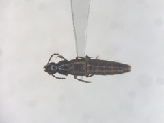 Quedius rusticus