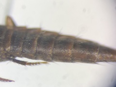 Quedius rusticus
