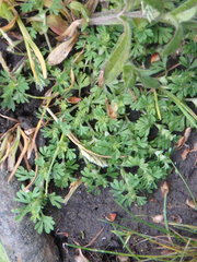 Lepidium didymum