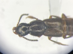 Quedius rusticus