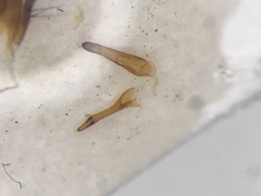 Quedius rusticus