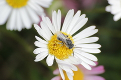 Halictidae