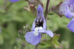 Halictidae