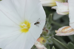 Diptera