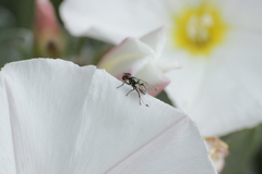 Diptera