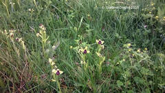 Ophrys bombyliflora