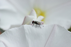 Diptera