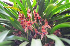 Maxillaria meleagris