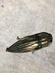 Pelecopselaphus blandus
