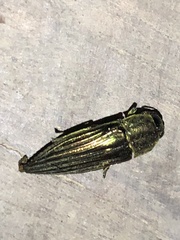 Pelecopselaphus blandus