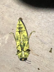 Pelecopselaphus blandus