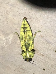 Pelecopselaphus blandus