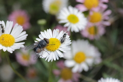 Halictidae