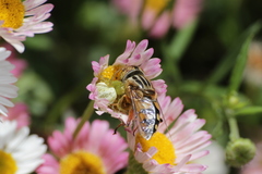 Thomisidae