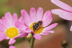 Lasioglossum