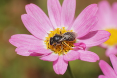 Lasioglossum