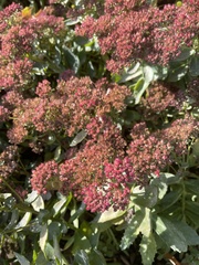 Hylotelephium spectabile