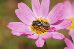Lasioglossum
