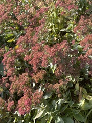 Hylotelephium spectabile