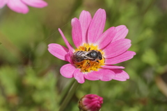 Lasioglossum