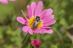 Lasioglossum