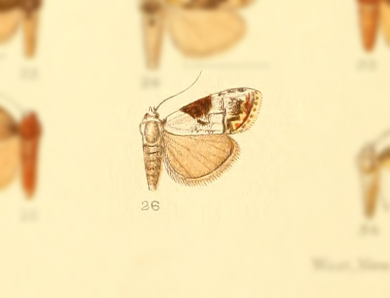 Calonola argyria