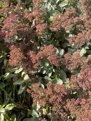 Hylotelephium spectabile